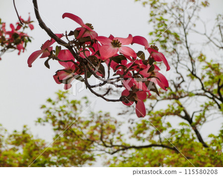 紅山茱萸 115580208