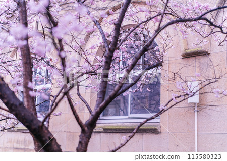 Photographing the spring cherry blossoms of the former Seitoku Junior High School in Shimogyo-ku, Kyoto Photographing the spring cherry blossoms of the former Seitoku Junior High School in Shimogyo-ku, Kyoto 115580323