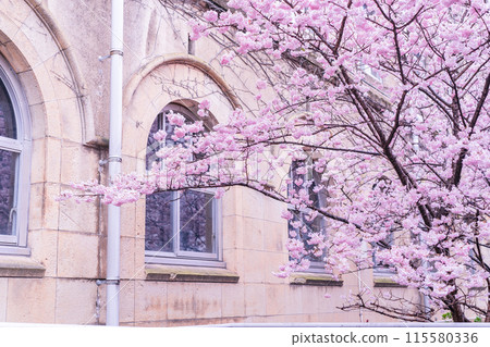 Photographing the spring cherry blossoms of the former Seitoku Junior High School in Shimogyo-ku, Kyoto Photographing the spring cherry blossoms of the former Seitoku Junior High School in Shimogyo-ku, Kyoto 115580336