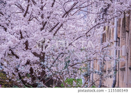 Photographing the spring cherry blossoms of the former Seitoku Junior High School in Shimogyo-ku, Kyoto 115580349