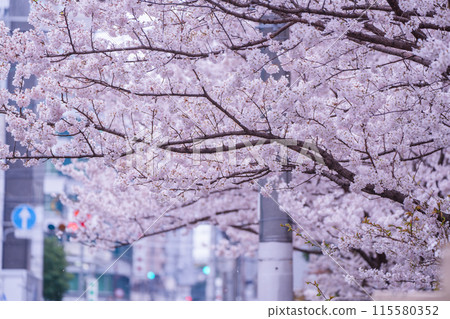拍攝京都下京區原清德中學的春天櫻花 115580352