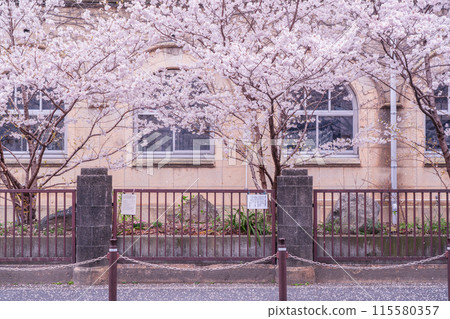 拍攝京都下京區原清德中學的春天櫻花 115580357