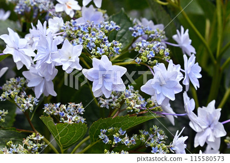 White hydrangea 115580573