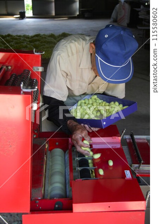 An elderly man working at a silkworm farm in Hatoyama Town uses a machine to select cocoons. An elderly man working at a silkworm farm in Hatoyama Town uses a machine to select cocoons. 115580602