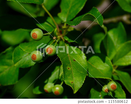 薔薇科蘋果屬Zumi的幼果 115580612