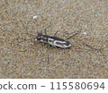 Anchor beetle 115580694