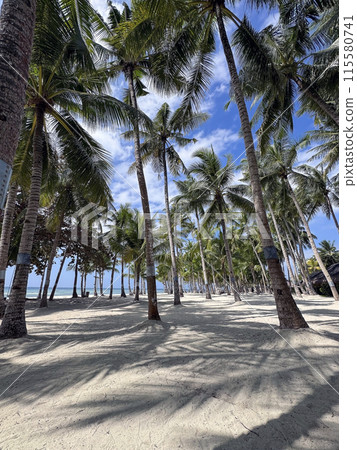 Amazing paradise view to the White beach with palms in Bohol Panglao island, Philippines 115580741