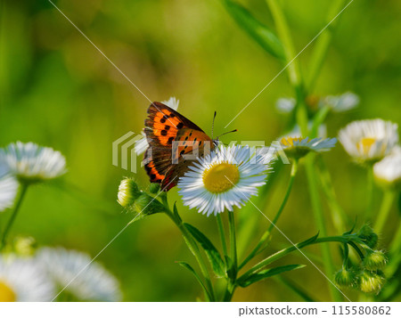 狼科動物從梧桐花中吸取花蜜 115580862