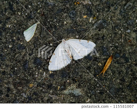 尺蛾科:Tetahoshishiroedashaku 尺蛾科:Tetahoshishiroedashaku 115581007