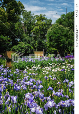 Scenery of irises blooming at Johoku Iris Garden in Osaka 115581046