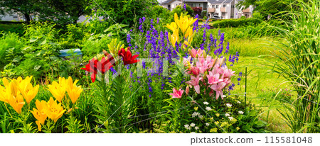 Summer flower bed: Colorful petals of lilies Summer flower bed: Colorful petals of lilies 115581048