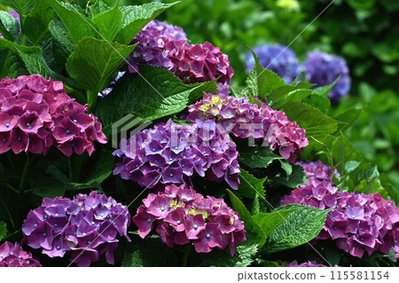 在雨季盛開的繡球 115581154