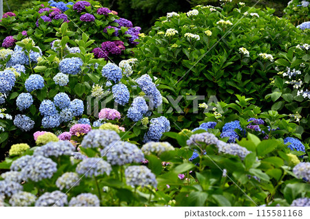 Hydrangea to clump Hydrangea to clump 115581168