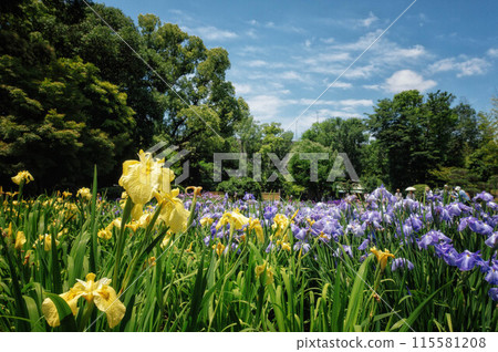 大阪城北菖蒲花園的菖蒲盛開 大阪城北菖蒲花園的菖蒲盛開 115581208