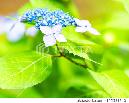 Scenery of the rainy season Colorful hydrangeas beginning to bloom beautifully Scenery of the rainy season Colorful hydrangeas beginning to bloom beautifully 115581240