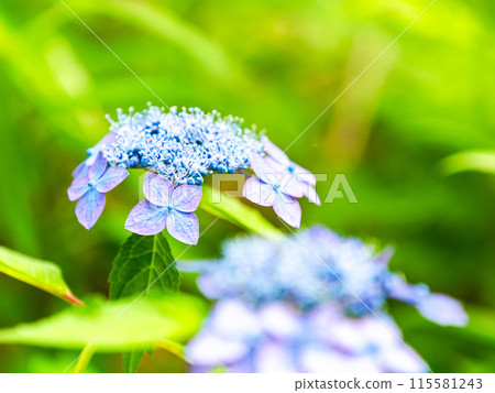 雨季的風景 五顏六色的繡球花開始美麗地綻放 115581243