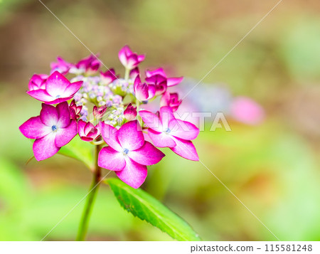Scenery of the rainy season Colorful hydrangeas beginning to bloom beautifully 115581248