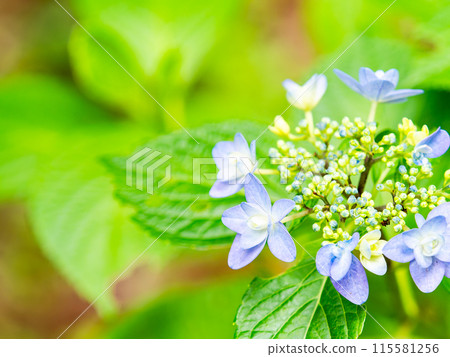 Scenery of the rainy season Colorful hydrangeas beginning to bloom beautifully 115581256