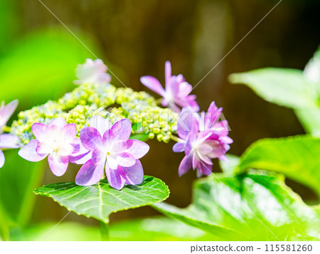 Scenery of the rainy season Colorful hydrangeas beginning to bloom beautifully Scenery of the rainy season Colorful hydrangeas beginning to bloom beautifully 115581260