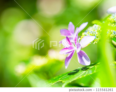 Scenery of the rainy season Colorful hydrangeas beginning to bloom beautifully 115581261