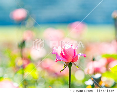 美麗的初夏風光，春天的玫瑰盛開，芬芳的美麗 115581336