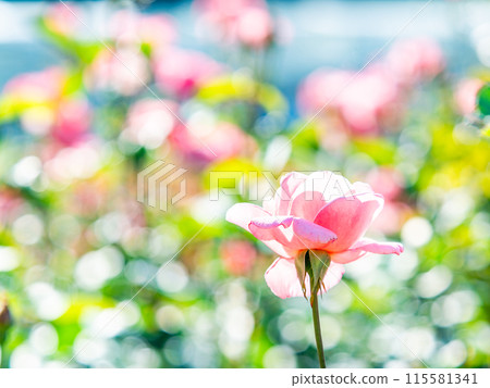 Beautiful early summer scenery, spring roses in full bloom with scented beauty Beautiful early summer scenery, spring roses in full bloom with scented beauty 115581341