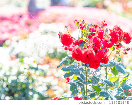 Beautiful early summer scenery, spring roses in full bloom with scented beauty 115581348