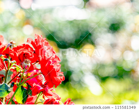 美麗的初夏風光，春天的玫瑰盛開，芬芳的美麗 115581349