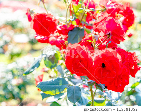 美麗的初夏風光,春天的玫瑰盛開,芬芳的美麗 美麗的初夏風光,春天的玫瑰盛開,芬芳的美麗 115581352