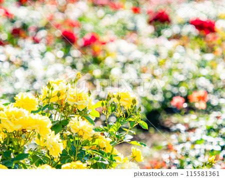 Beautiful early summer scenery, spring roses in full bloom with scented beauty Beautiful early summer scenery, spring roses in full bloom with scented beauty 115581361