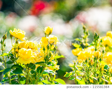 美麗的初夏風光，春天的玫瑰盛開，芬芳的美麗 115581364