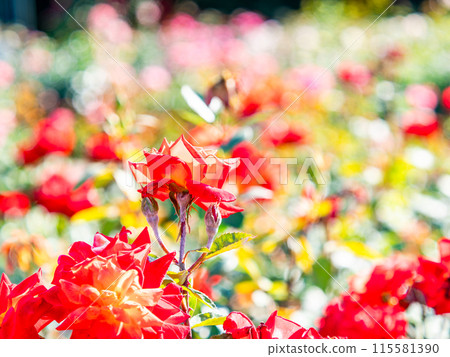 Beautiful early summer scenery, spring roses in full bloom with scented beauty 115581390