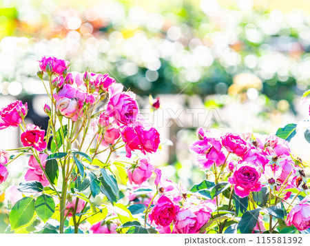 美麗的初夏風光,春天的玫瑰盛開,芬芳的美麗 美麗的初夏風光,春天的玫瑰盛開,芬芳的美麗 115581392