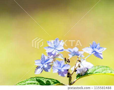Beautiful Hydrangea that Siebold loved Fantastic Hydrangea Shichidanka 115581488