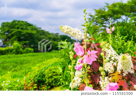 Summer scenery: Hollyhocks and hydrangeas 115581500