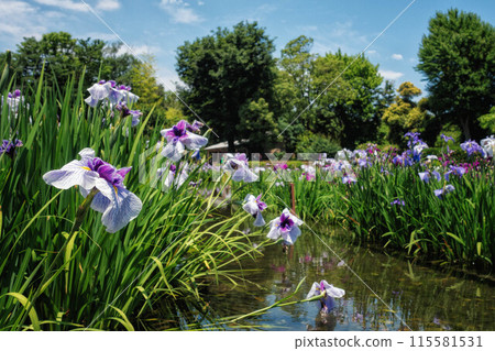 Iris flowers at Johoku Iris Garden, Osaka 115581531