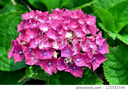 赤紫色の紫陽花 赤紫色の紫陽花 115581544