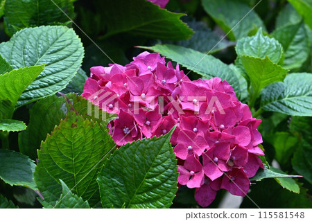 赤紫色の紫陽花 赤紫色の紫陽花 115581548