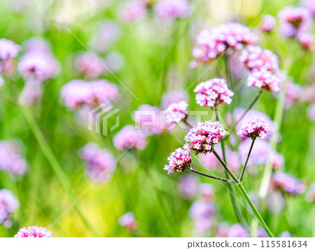 Early summer scenery: small cute pink flowers 115581634