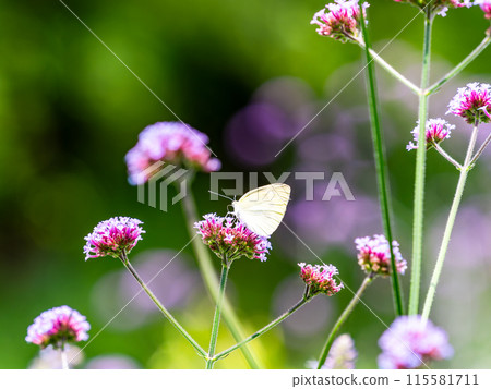 初夏風景:一隻菜粉蝶棲息在一朵粉紅色的小花上 初夏風景:一隻菜粉蝶棲息在一朵粉紅色的小花上 115581711