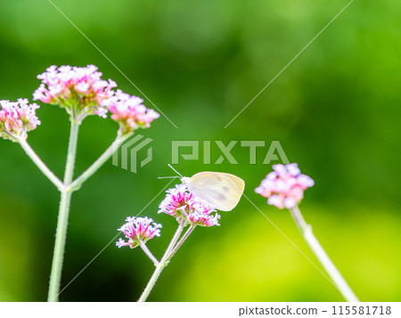Early summer scenery: A cabbage white butterfly resting on a small pink flower 115581718
