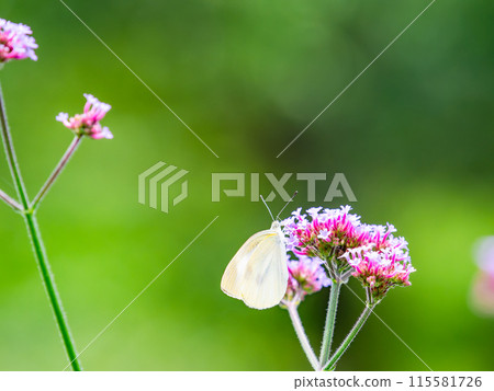 初夏風景：一隻菜粉蝶棲息在一朵粉紅色的小花上 115581726