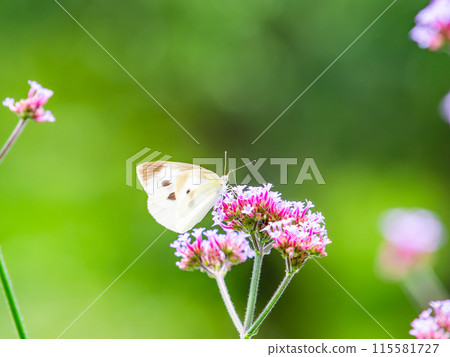初夏風景：一隻菜粉蝶棲息在一朵粉紅色的小花上 115581727