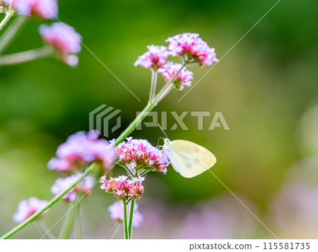 初夏風景：一隻菜粉蝶棲息在一朵粉紅色的小花上 115581735