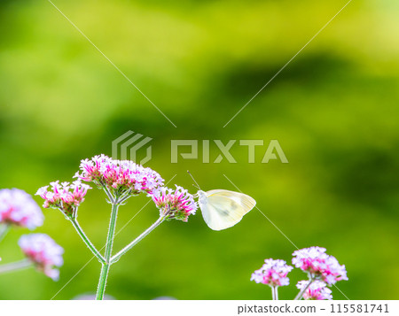 Early summer scenery: A cabbage white butterfly resting on a small pink flower Early summer scenery: A cabbage white butterfly resting on a small pink flower 115581741