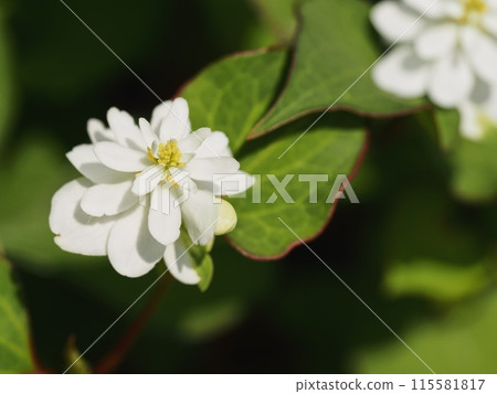 Flowers of double-blooming Tokudome 115581817