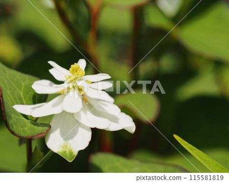 Flowers of double-blooming Tokudome 115581819