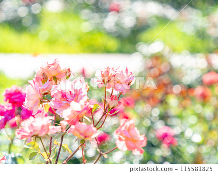 Beautiful early summer scenery, spring roses in full bloom with scented beauty 115581825