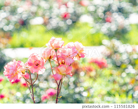 Beautiful early summer scenery, spring roses in full bloom with scented beauty 115581826