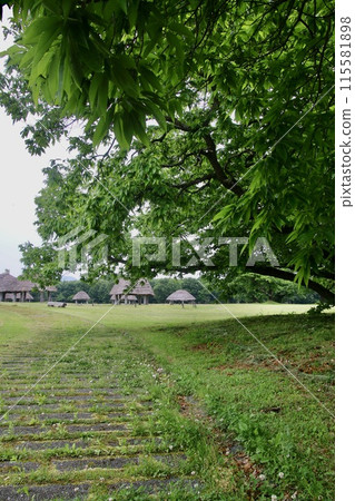 大湯石圈、繩文遺址、栗樹(秋田縣鹿角市) 大湯石圈、繩文遺址、栗樹(秋田縣鹿角市) 115581898